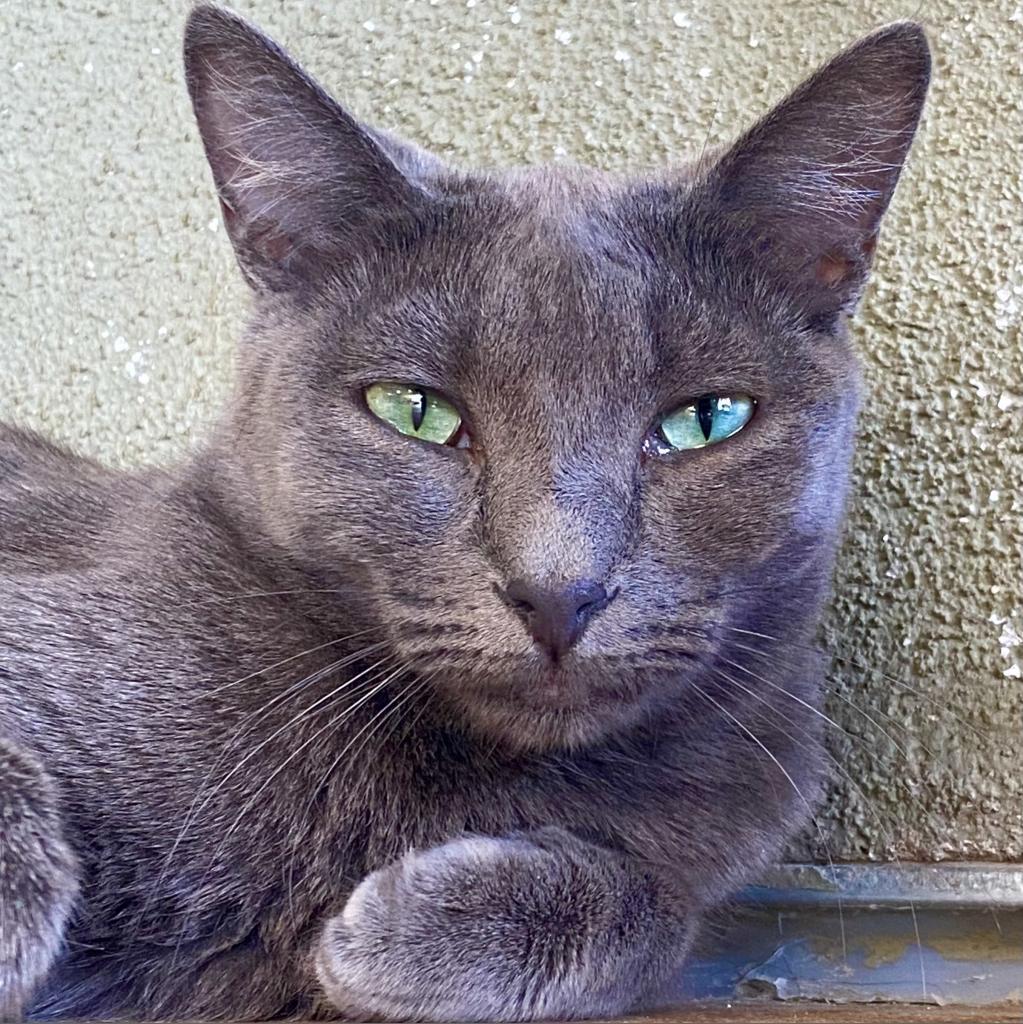 Wunka, an adoptable Domestic Short Hair in Tucson, AZ, 85711 | Photo Image 4