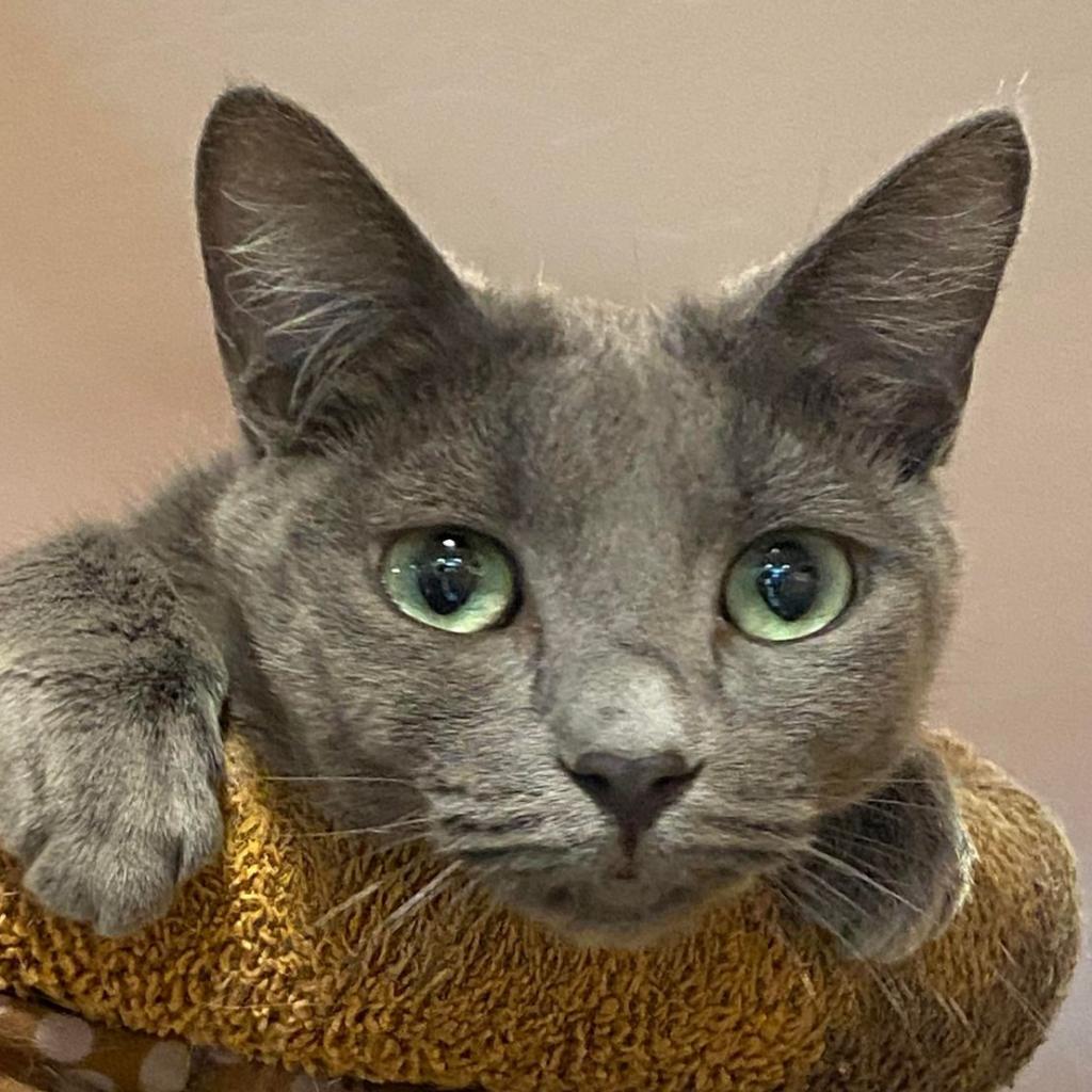 Wunka, an adoptable Domestic Short Hair in Tucson, AZ, 85711 | Photo Image 5