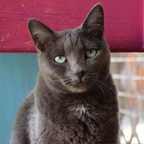 Wunka, an adoptable Domestic Short Hair in Tucson, AZ, 85711 | Photo Image 6