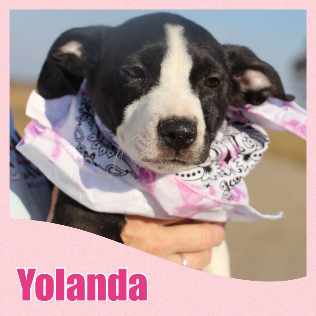 Yolanda detail page