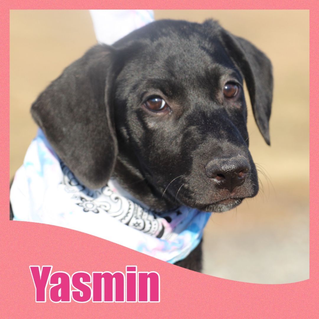 Yasmin detail page