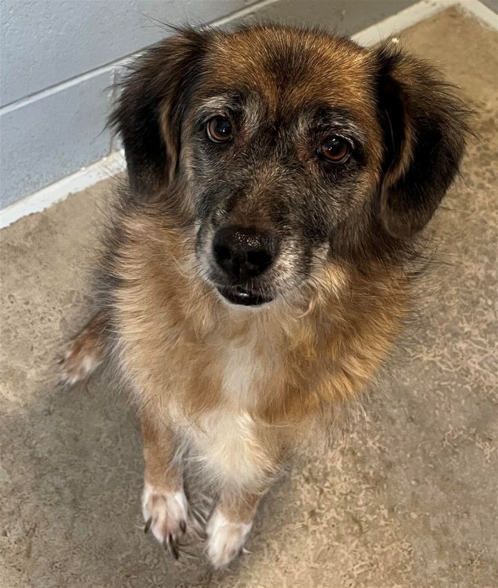 sheltie beagle mix