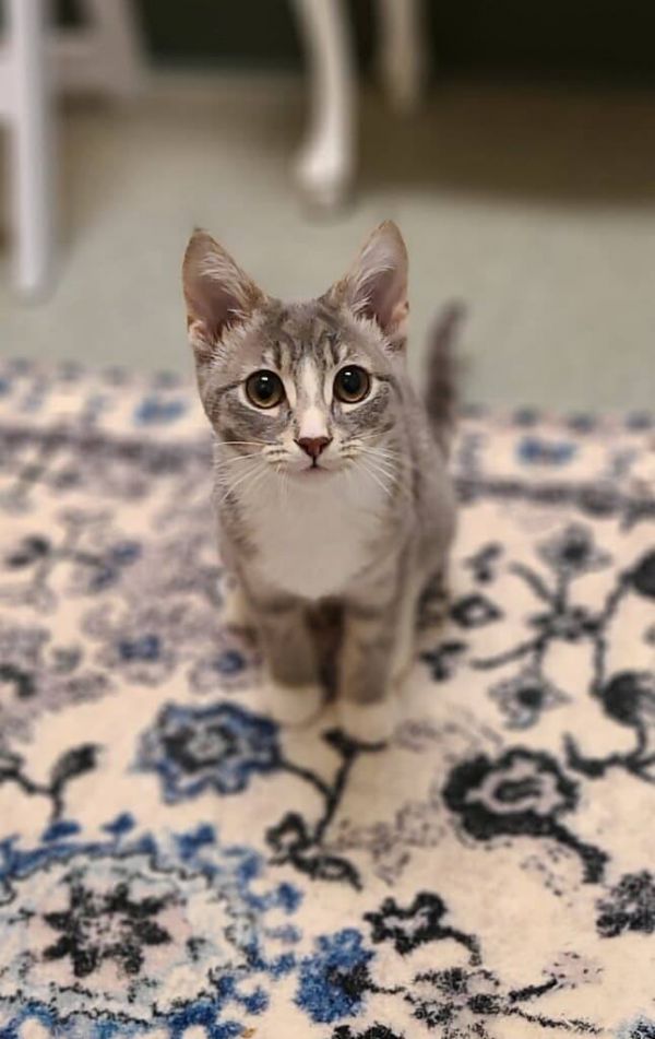 meow cat rescue and adoption