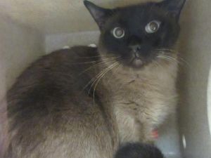 siamese cat rescue colorado springs