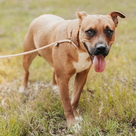 Jeepers, an adoptable Shepherd Mix in San Antonio, TX_image-4