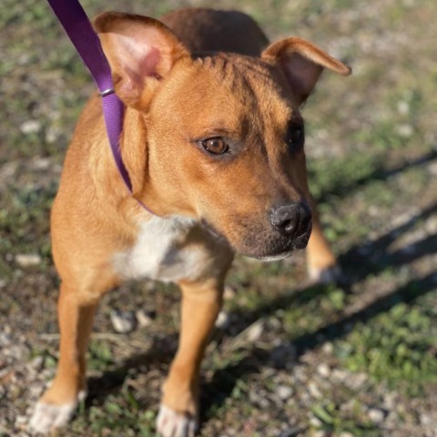 Jeepers, an adoptable Shepherd Mix in San Antonio, TX_image-5