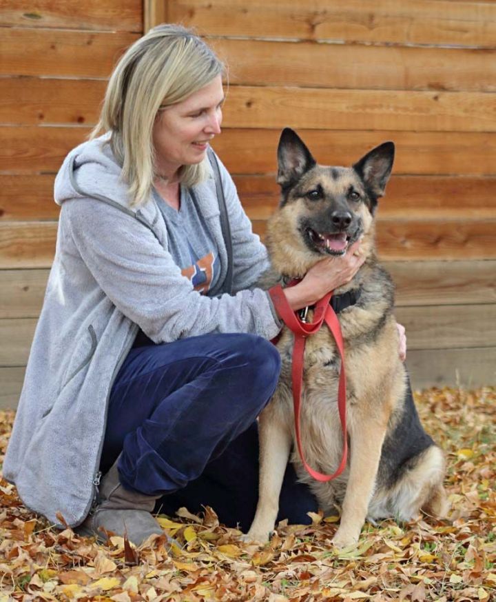 Gretchen von Geyer, an adoptable German Shepherd Dog in Moorpark, CA_image-1
