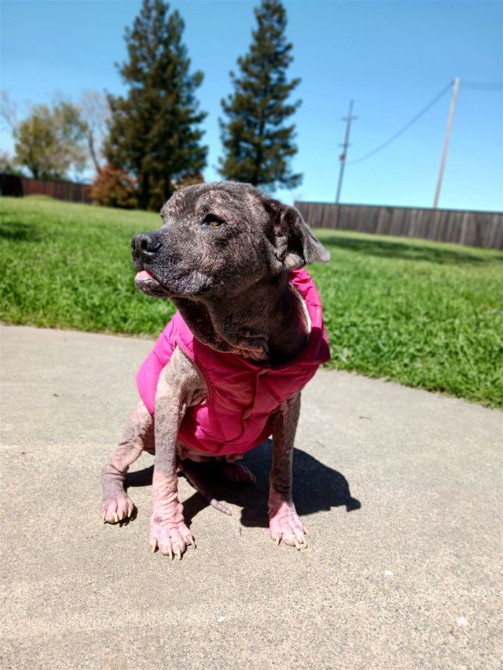 CRUSTINA, an adoptable Xoloitzcuintli / Mexican Hairless & Pit Bull Terrier Mix in Chico, CA_image-3
