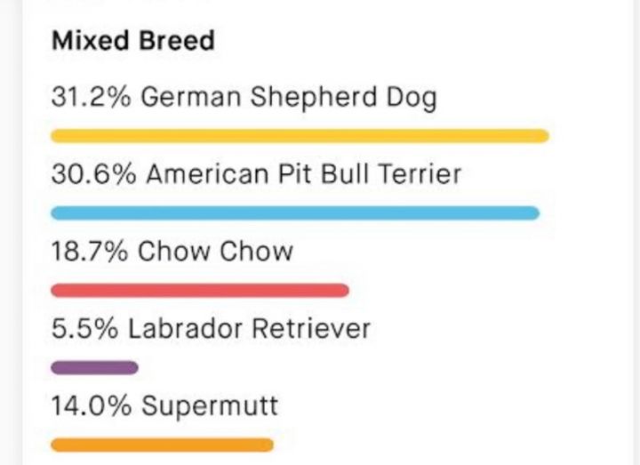 Mabel Marie, an adoptable German Shepherd Dog Mix in Vancouver, WA_image-3