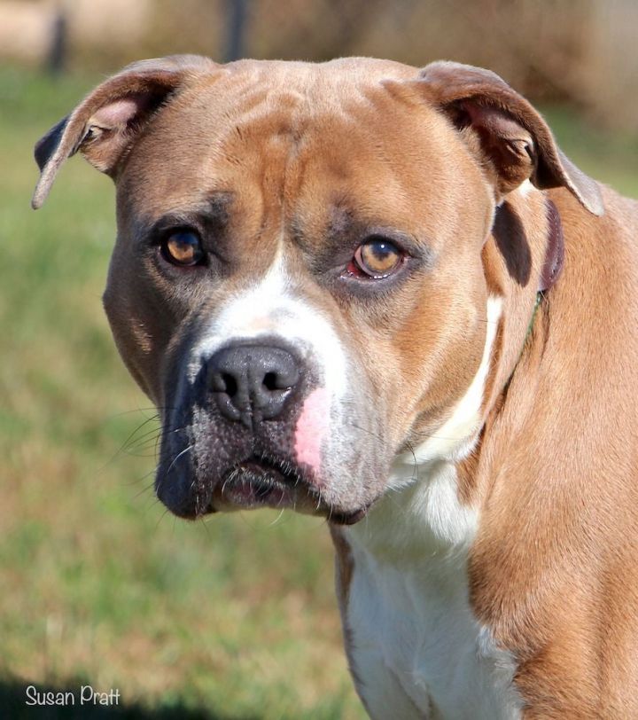 Dandy, an adoptable Boxer & Pit Bull Terrier Mix in Amherst, VA_image-1