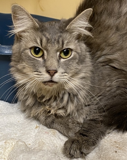 Millie, an adoptable Domestic Long Hair & Domestic Short Hair Mix in Clarks Summit, PA_image-1