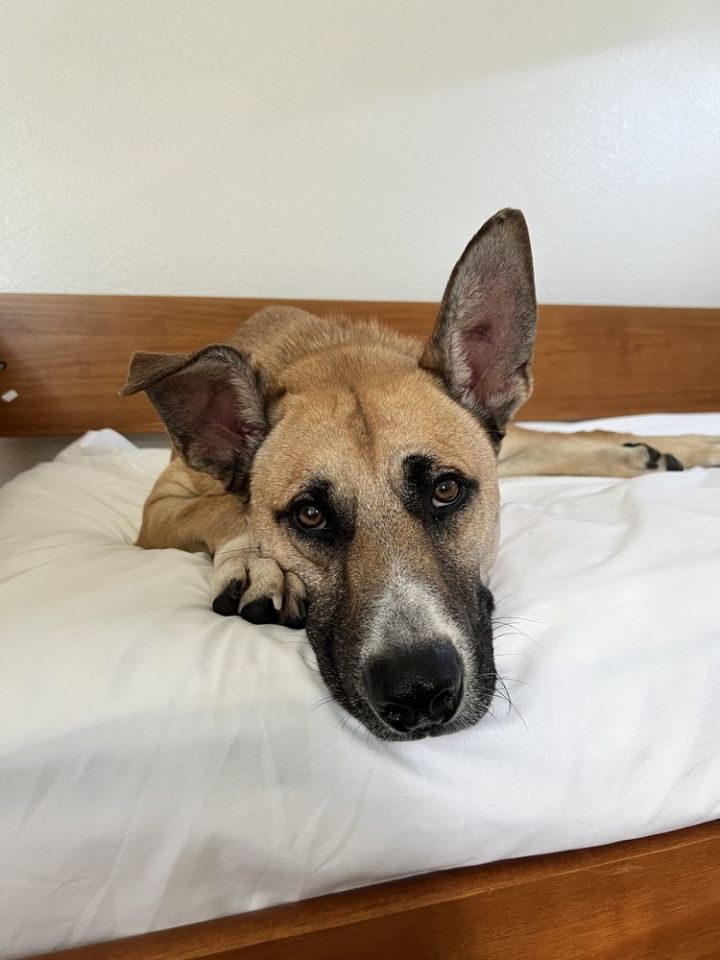 Ripley, an adoptable Shepherd Mix in San Diego, CA_image-3