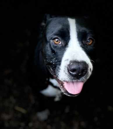 Promise, an adoptable Pit Bull Terrier & Pointer Mix in Georgetown, TX_image-1