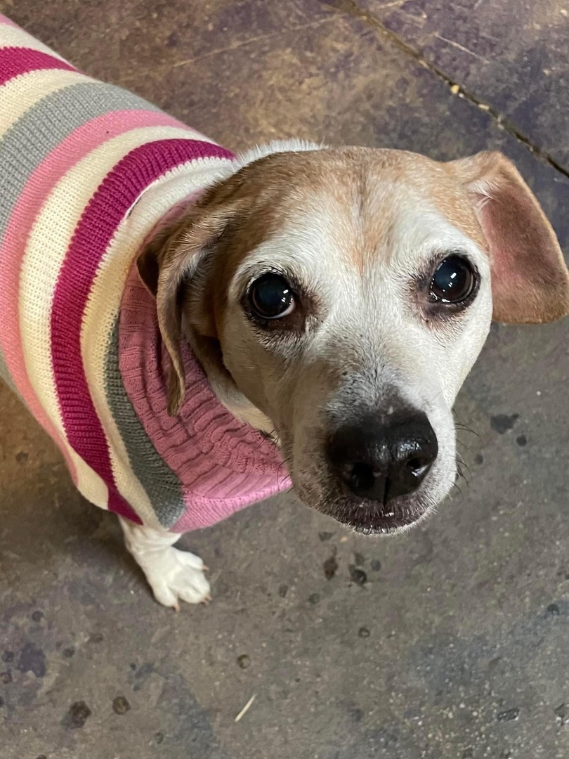 Keona, an adoptable Beagle in Watertown, WI, 53094 | Photo Image 2