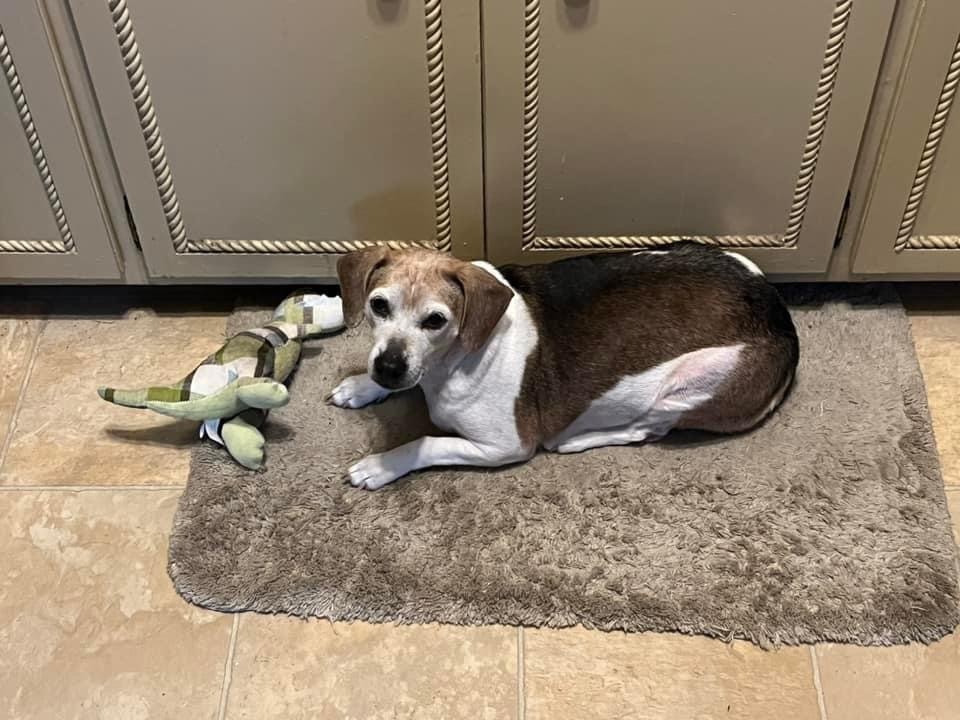 Keona, an adoptable Beagle in Watertown, WI, 53094 | Photo Image 4