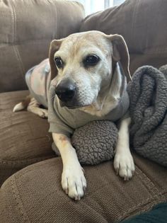 Keona, an adoptable Beagle in Watertown, WI, 53094 | Photo Image 5