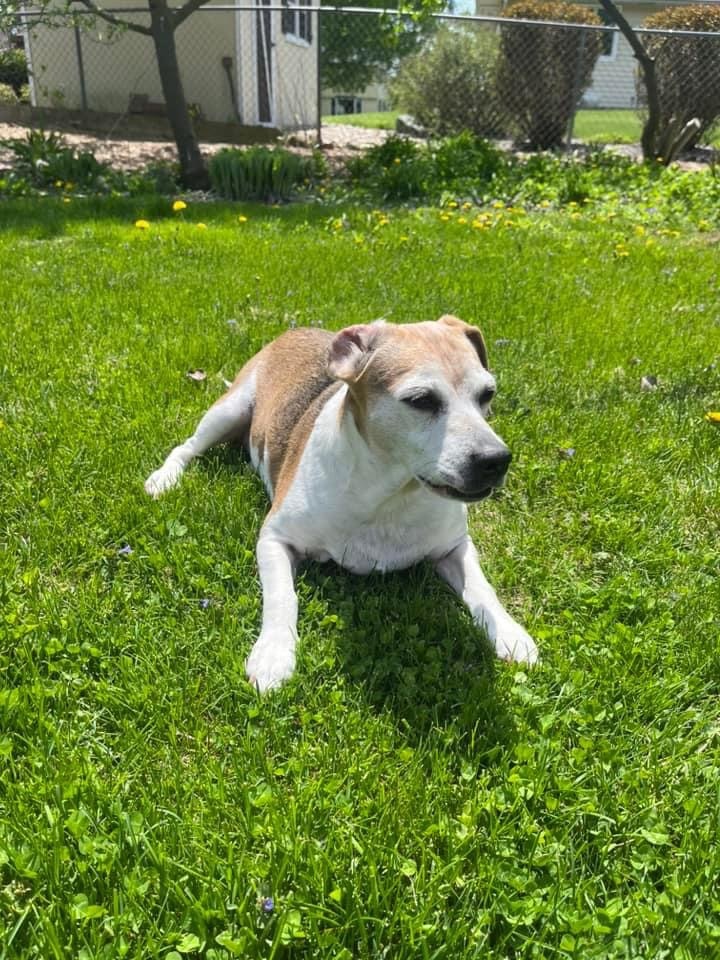 Keona, an adoptable Beagle in Watertown, WI, 53094 | Photo Image 6