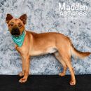 MADDEN's profile on Petfinder.com