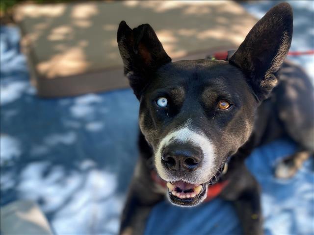 PROMISE*, an adoptable Siberian Husky, Mixed Breed in Tucson, AZ, 85745 | Photo Image 1