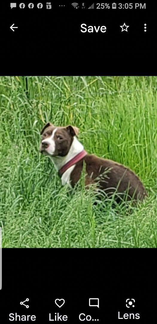 Ruby, an adoptable Pit Bull Terrier in McKenna, WA_image-1