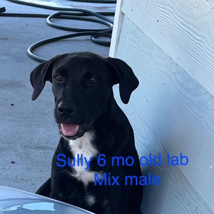 what weight should a 6 month old labrador be