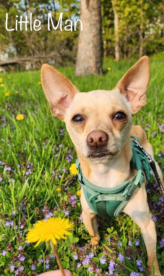 Little Man, an adoptable Chihuahua in Lacona, NY_image-1