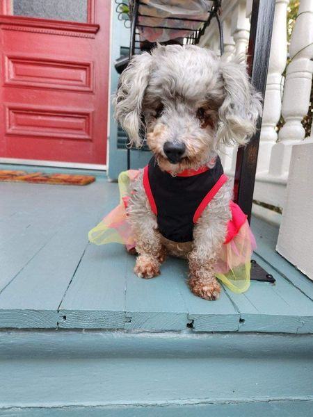 Dog for adoption Missy a Poodle in Gonzales LA Petfinder