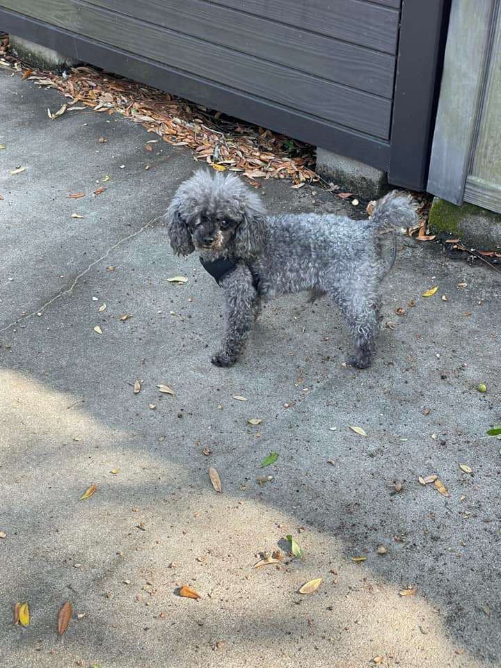 Remy, an adoptable Poodle in Gonzales, LA_image-1
