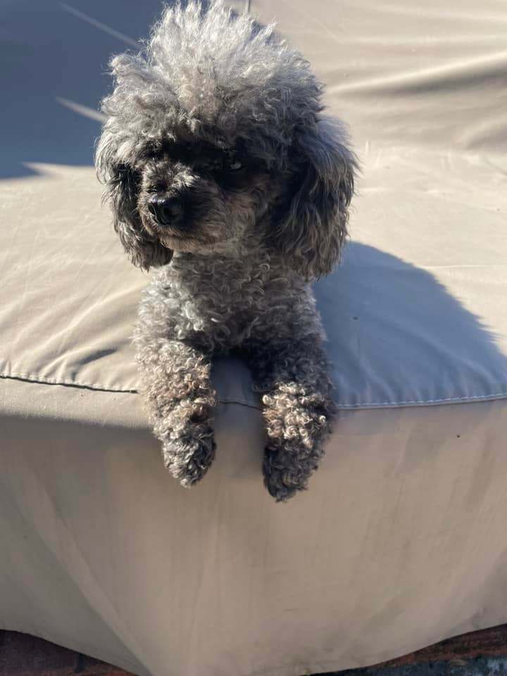 Petfinder toy outlet poodle