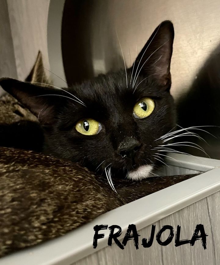 Frajola, an adoptable Domestic Short Hair in Orlando, FL_image-1