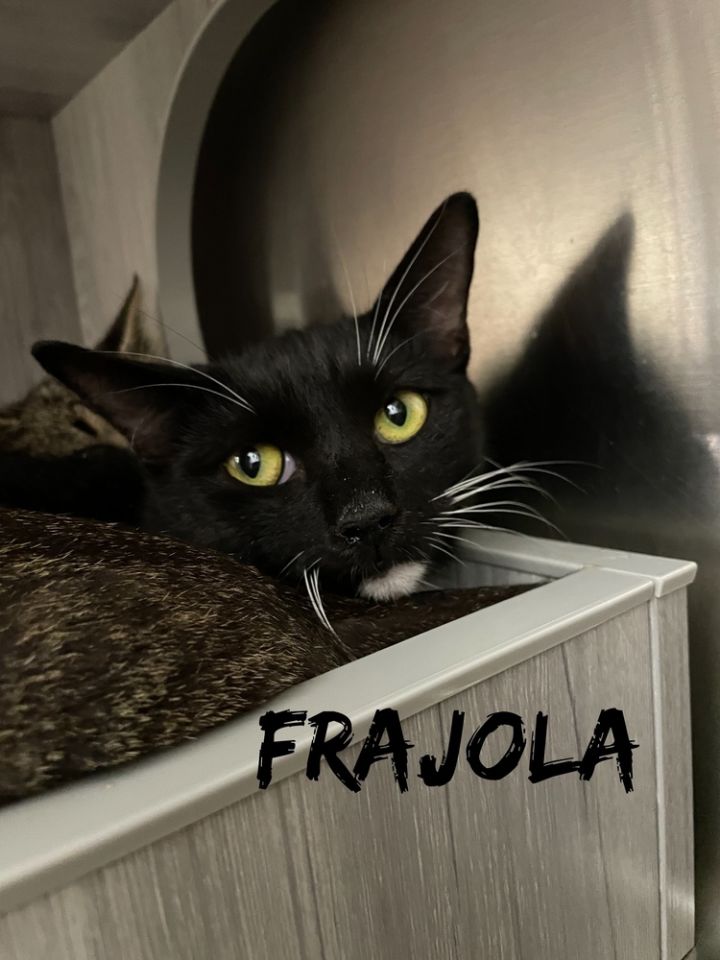 Frajola, an adoptable Domestic Short Hair in Orlando, FL_image-2