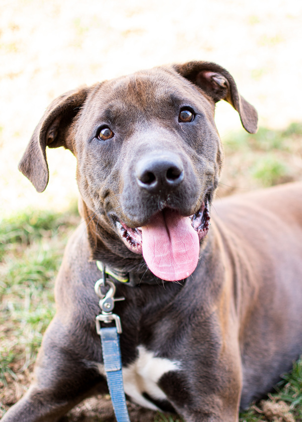 Raymond, an adoptable Pit Bull Terrier Mix in Lancaster, OH_image-6