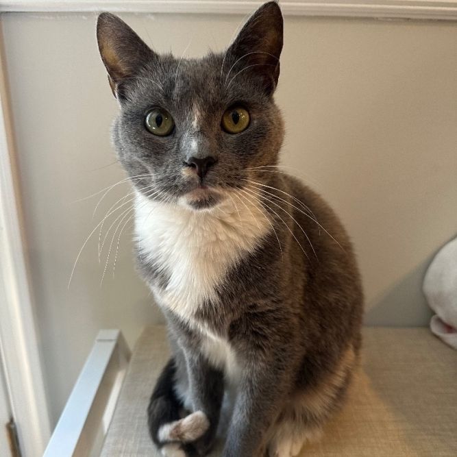 Tara (fostered)