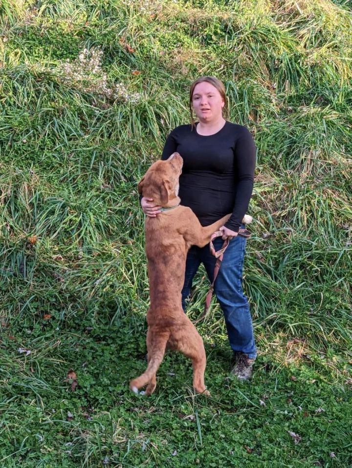 Mooney, an adoptable English Shepherd Mix in Saint Louis, MO_image-3