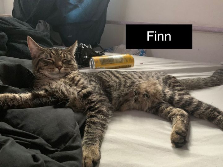 Finn 3