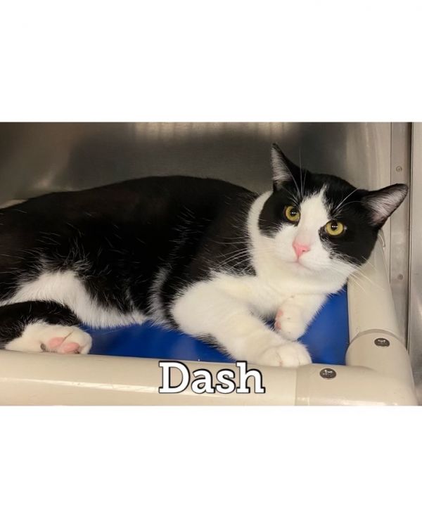 Dash