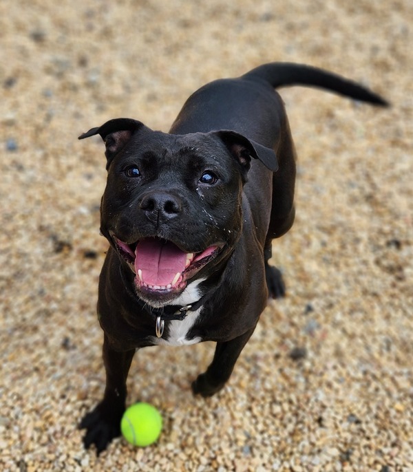Scarlett, an adoptable Terrier Mix in Tinton Falls, NJ_image-2