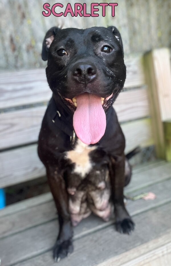 Scarlett, an adoptable Terrier Mix in Tinton Falls, NJ_image-6
