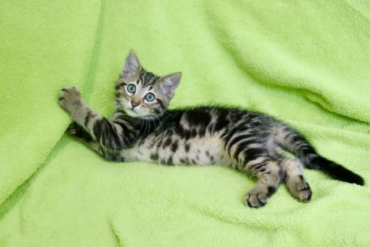 Guapo, an adoptable Tabby in Saint Augustine, FL_image-6