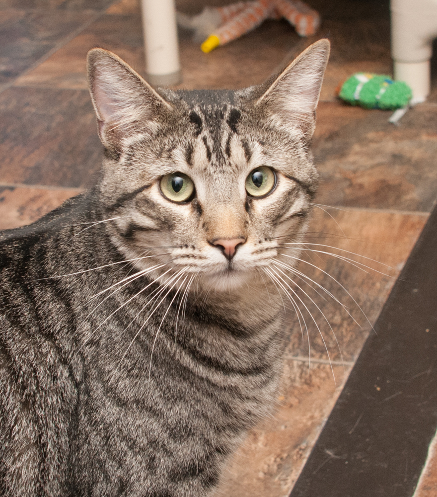 Boxer (gets adopted with Grayson), an adoptable Tabby in Westminster, CO, 80031 | Photo Image 1