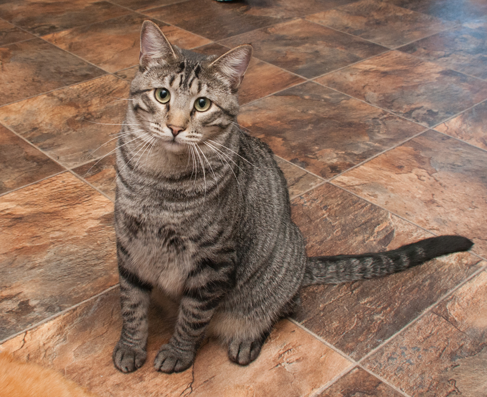 Boxer (gets adopted with Grayson), an adoptable Tabby in Westminster, CO, 80031 | Photo Image 2