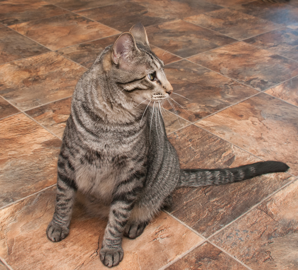 Boxer (gets adopted with Grayson), an adoptable Tabby in Westminster, CO, 80031 | Photo Image 3