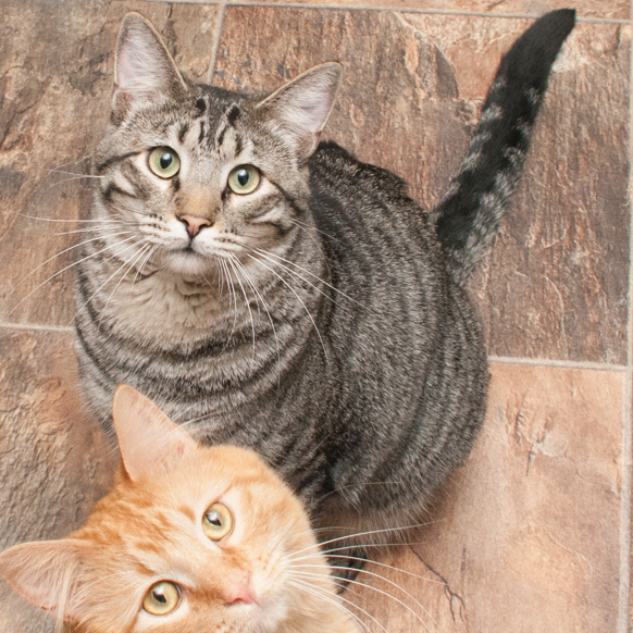 Boxer (gets adopted with Grayson), an adoptable Tabby in Westminster, CO, 80031 | Photo Image 4