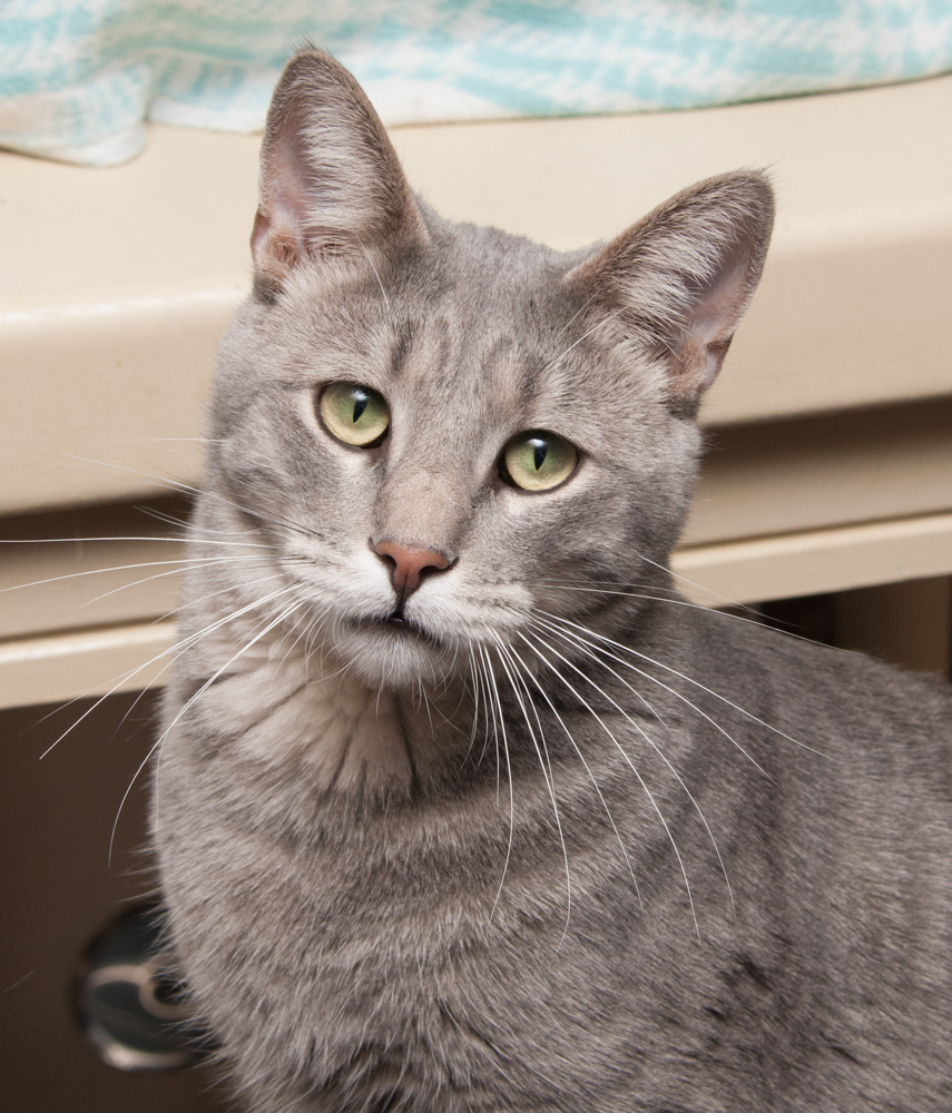 Grayson (gets adopted with Boxer), an adoptable Tabby in Westminster, CO, 80031 | Photo Image 1