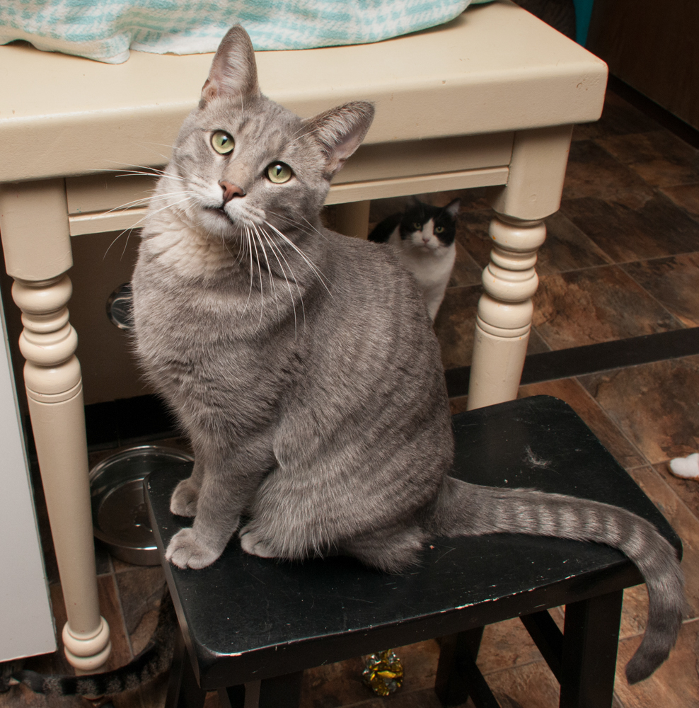 Grayson (gets adopted with Boxer), an adoptable Tabby in Westminster, CO, 80031 | Photo Image 2