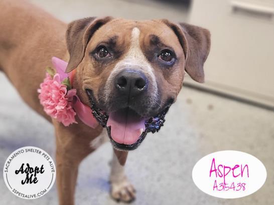 ASPEN, an adoptable Pit Bull Terrier Mix in Stockton, CA_image-1