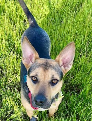 DARCY, an adoptable German Shepherd Dog in Stockton, CA_image-1