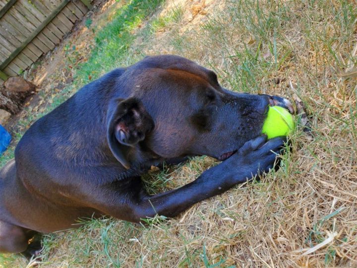 Alera, an adoptable Pit Bull Terrier & Labrador Retriever Mix in Shreveport, LA_image-2