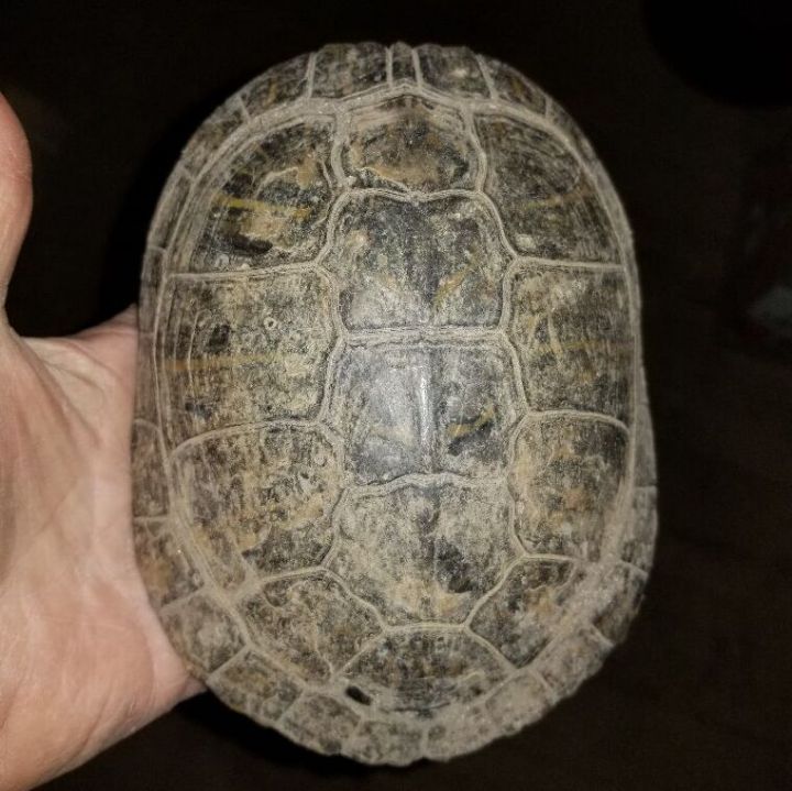RES turtle 1