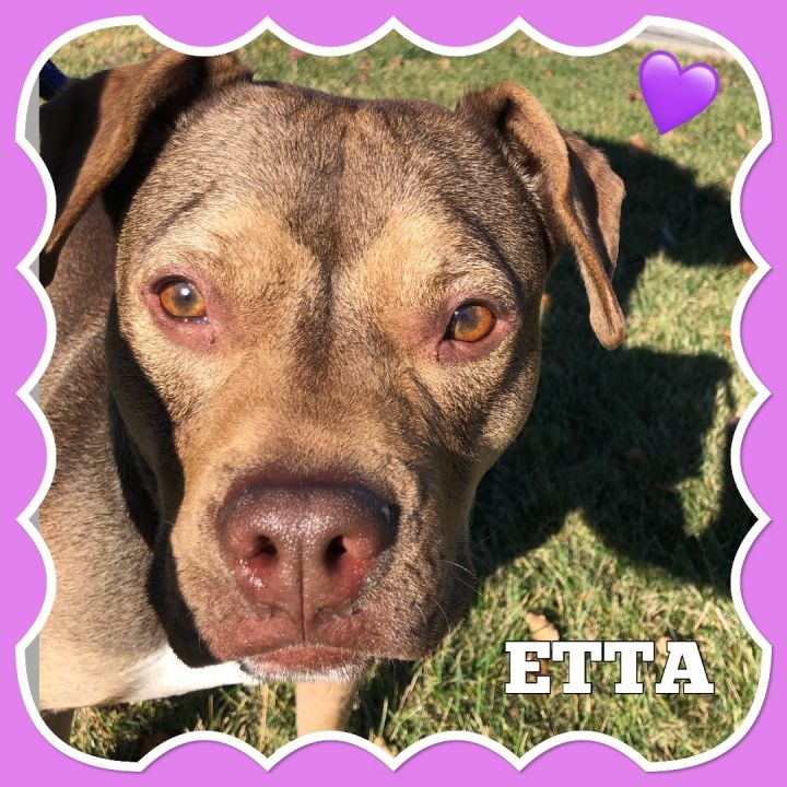 Etta, an adoptable Staffordshire Bull Terrier Mix in Mokena, IL_image-3